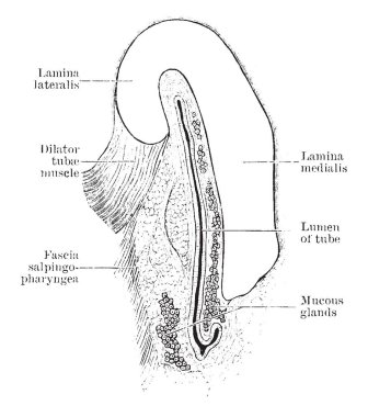 Bu resimde östaki borusu, vintage çizgi çizme veya oyma illüstrasyon temsil eder..