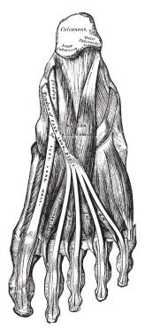 Bu resimde ayak, vintage çizgi çizme veya oyma illüstrasyon taban kaslarının ikinci katmanı temsil eder..