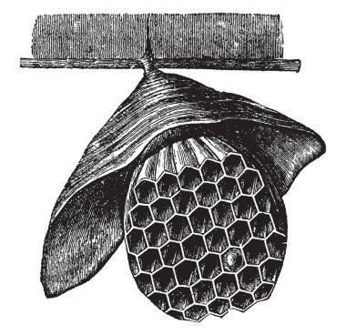 This illustration represents Hanging Hornet Nest, vintage line drawing or engraving illustration. clipart