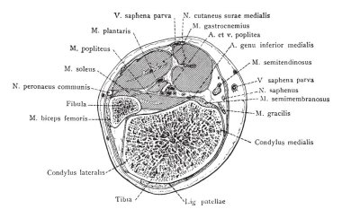 Bu resimde kesit aracılığıyla Fibula, vintage çizgi çizme veya oyma illüstrasyon temsil eder..