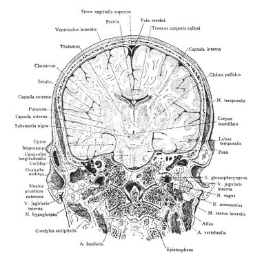 Bu resimde ön bölüm başkanı, vintage çizgi çizme veya oyma illüstrasyon temsil eder..