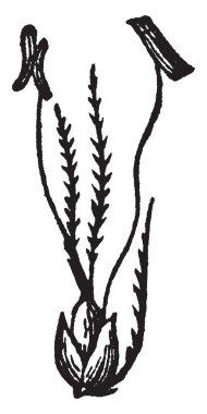 Kokulu vernal çim tohumu resmi gösteren, filaman ve tohum yapısı anter vintage çizgi çizme veya oyma illüstrasyon dışında kıllı.