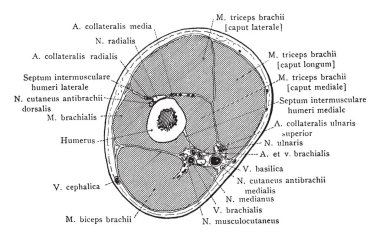 Bu resimde kesit, kol aracılığıyla Musculospiral sinir, vintage çizgi çizme veya oyma illüstrasyon temsil eder..