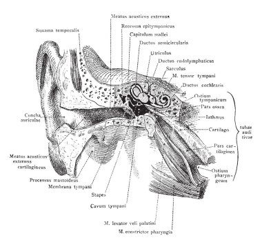 Bu şekilde dış kulak, orta kulak, vintage çizgi çizme veya oyma illüstrasyon temsil eder.