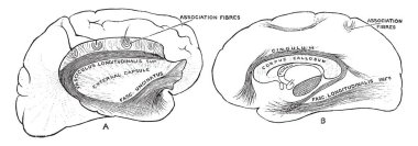 Serebral hemisfer, vintage çizgi çizme veya oyma illüstrasyon önde gelen dernek demetleri diyagramı.
