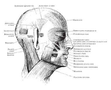 Bu resimde kas kafa, vintage çizgi çizme veya oyma illüstrasyon temsil eder..