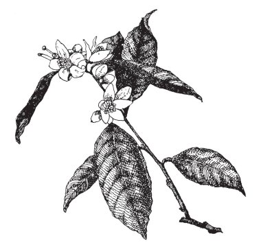 Bu resim gösterilen Florida devlet çiçeği, portakal çiçeği, vintage çizgi çizme veya illüstrasyon oyma.