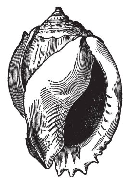 Cassis Glauca hayvanlar su sığ, klasik çizgi çizme veya oyma illüstrasyon kıyıya yakın tutmak.