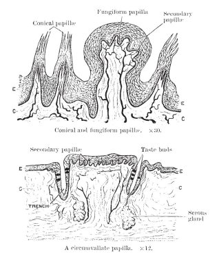 Bu resimde papilla dilini, çizim için vintage veya oyma illüstrasyon temsil eder..