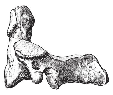 Bu örnekte eksen yan, vintage çizgi çizme veya oyma illüstrasyon gösterir.