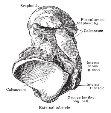 Bu resimde vintage çizgi çizme veya oyma illüstrasyon aşağıdan, Astragalus temsil eder.