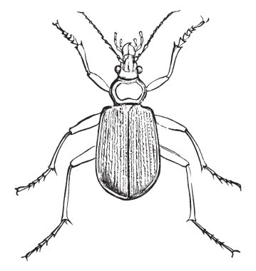 Predaceous böceği su böcekleri, vintage çizgi çizme veya oyma illüstrasyon bir ailedir.