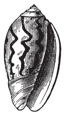 Oliva Peruviana olan eti yiyenler, vintage çizgi çizme veya oyma illüstrasyon.