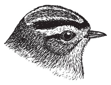 Altın taç küçük kral var beyaz kanat barlar, vintage çizgi çizme veya oyma illüstrasyon.