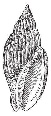Voluta Delessertii tarafından geri çekilen gelgit, vintage çizgi çizme veya oyma illüstrasyon çaresiz sol bulundu.