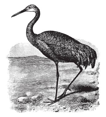 Sandhill Crane ilâ yedi feet, vintage çizgi çizme veya oyma illüstrasyon kanat büyük bir kuştur.