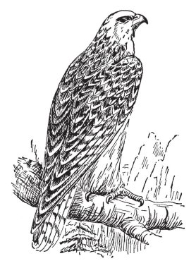 Gyrfalcon şahin türler, vintage çizgi çizme veya oyma illüstrasyon büyük.