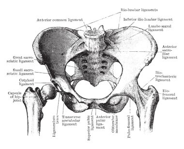 Bu resimde pelvik eklemler görülen önden temsil eder, vintage hat çizim veya gravür illüstrasyon.
