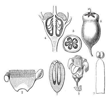 Aynen Symplocos Laxiflora ağacı çiçek, corolla, ercik, yumurtalık, gibi farklı bölümlerini gösteren resim ve meyve, vintage çizgi çizme veya oyma illüstrasyon.