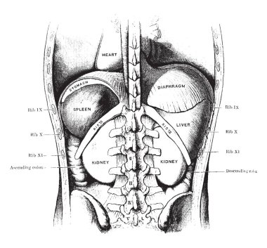 Bu resimde dalak karaciğer ve böbreklerde, vintage çizgi çizme veya oyma illüstrasyon temsil eder.
