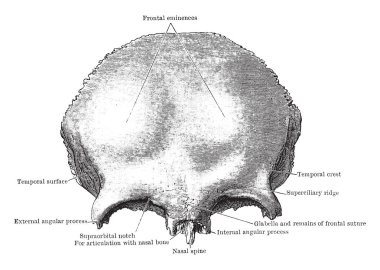 Bu resimde ön görünümü, Frontal kemik, vintage çizgi çizme veya oyma illüstrasyon temsil eder..