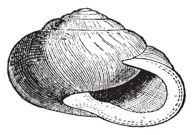 Bahçe salyangoz Helicidae, vintage çizgi çizme veya oyma illüstrasyon ailesindeki karasal pulmonate gastropod yumuşakca olduğunu.