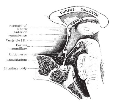 Çocuk on iki aylık eski, vintage çizgi çizme veya oyma illüstrasyon hipofiz bölgesi boyunca Mesial bölüm