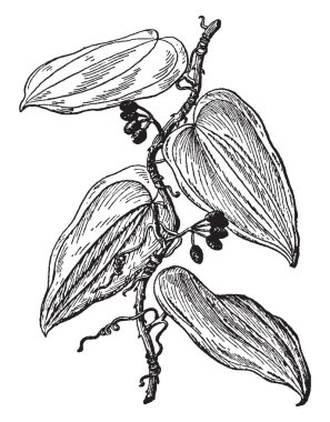 Sarsaparilla is produces small berry like fruits, vintage line drawing or engraving illustration. clipart