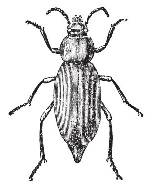 Karanlık böceği dünya çapında bulunan böcekler, vintage çizgi çizme veya oyma illüstrasyon bir ailedir.