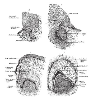 Bu resimde ön bölümünde gösterilen diş gelişme, vintage çizgi çizme veya oyma illüstrasyon gösterir.