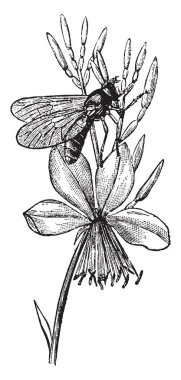 Bir yaygın türü, vintage çizgi çizme veya oyma illüstrasyon Tabanus Autumnalis olduğunu.