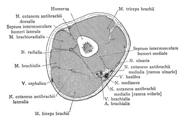Bölümü alt üçüncü üzerinden üst kol, vintage çizgi çizme veya oyma illüstrasyon.