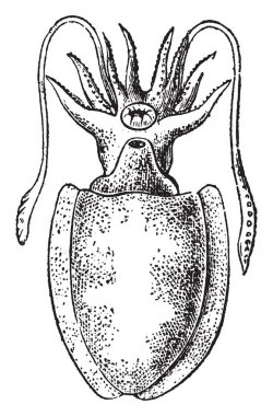Büyük ve genellikle kümeleri, vintage çizgi çizme veya oyma resimde bulunan sepya Officinalis.