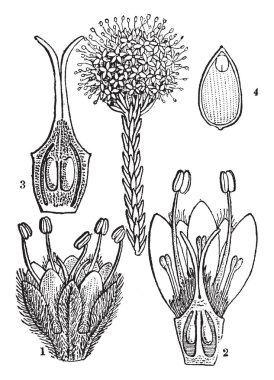 Bir resim Butttonbush, olarak da bilinen Brunia japonica gösteriyor. Bu resimde şunlardır: 1. bir çiçek, 2. pistil, 3 dikey bir bölümünü. meyve, 4 Başkanı. bir bölümünü bir tohum, vintage çizgi çizme veya oyma illüstrasyon.