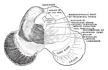 Orta düzey aşağı quadrigeminal vücut, vintage çizgi çizme ya da oyma illüstrasyon yoluyla bölümünü.