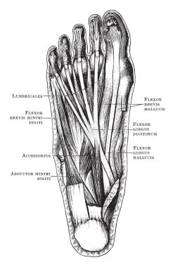 Bu resimde ayak kasları, vintage çizgi çizme veya oyma illüstrasyon temsil eder..