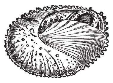 Argonauta Papyracea kabuğu içinde onun beden ani gölgeler, vintage çizgi çizme veya oyma illüstrasyon değiştirme.