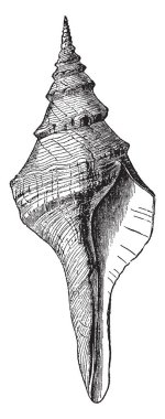 Fusus Proboscidiferus dikkat çekici familyasına ait bir cins Fusus, vintage çizgi çizme veya oyma illüstrasyon.