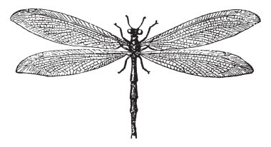 Karınca aslan zayıftır onları dragon fly, vintage çizgi çizme veya oyma illüstrasyon ayırır.