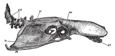 Leğen kemiği ve bir yetişkin tavuk yemeği, vintage çizgi çizme veya oyma illüstrasyon kaudal omurga.