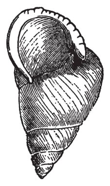 Helix Translucida hangi cins Helix, düz veya biform sınıflandırılması vintage satır çizim veya illüstrasyon oyma.