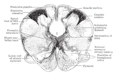 Bu resimde enine bölümü ile kapalı bölümü, Fetal Medulla, vintage çizgi çizme veya oyma illüstrasyon temsil eder..