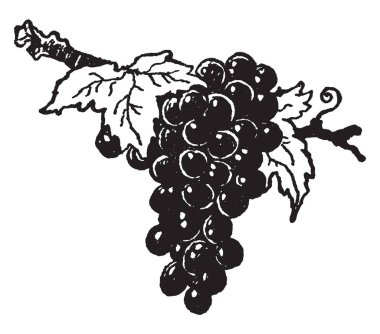 Bir meyve veya çiçekli bitki cins Vitis, vintage çizim yaprak döken odunsu Vines bir dut üzüm demet gösterir veya illüstrasyon oyma bir resim.
