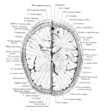 Bölüm baş yörünge, vintage çizgi çizme veya oyma illüstrasyon yukarıda 1 cm.