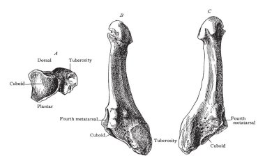 Bu resimde Metatarsal beşinci, vintage çizgi çizme veya oyma illüstrasyon temsil eder.