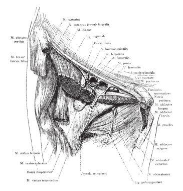 Yapıları Poupart'ın bağ, vintage çizgi çizme veya oyma illüstrasyon altında diseksiyon.