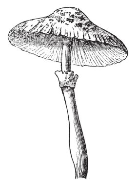 Agaricus Cepaestipesis bir tür mantar. Bir çan şeklinde kap fine-terazi, vintage çizgi çizme veya oyma illüstrasyon vardır.