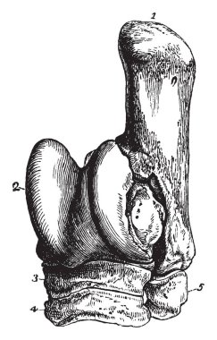 Tarsus cuneiforme magnum ve cuneiforme orta, vintage çizgi çizme veya oyma illüstrasyon oluşan bir at.