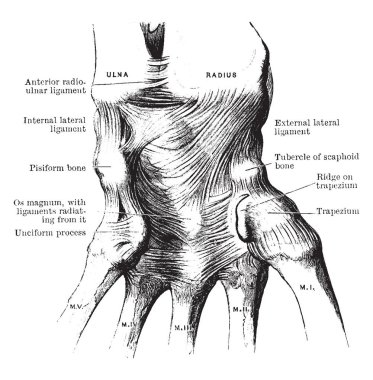 Bu resimde ligament bilek, vintage çizgi çizme veya oyma illüstrasyon temsil eder..