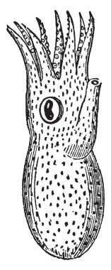 Octopodidae ailesi, vintage çizgi çizme veya oyma illüstrasyon aitse ahtapot Brevipes.